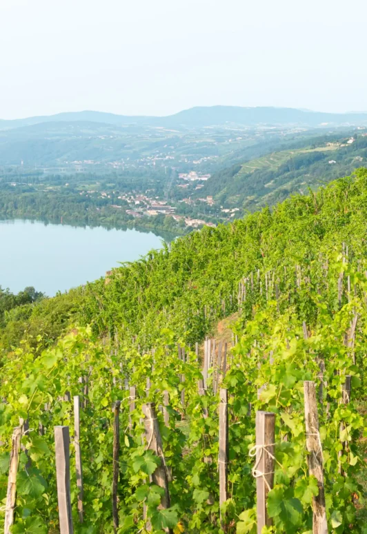 Le vignoble de l'AOP Condrieu